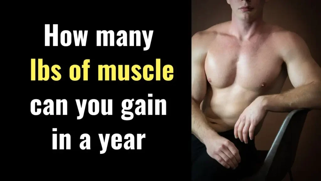 How many lbs of muscle can you gain in a year